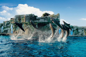 spettacolo dei delfini al parco Oltremare Riccione